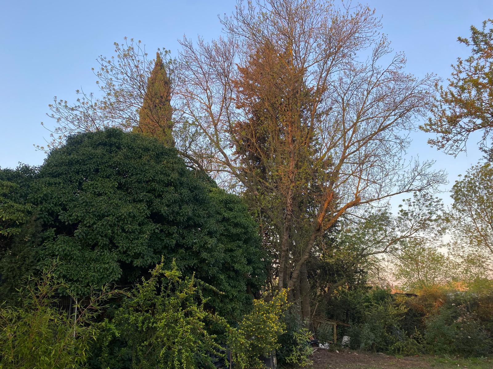 Élagage & taille d'arbres